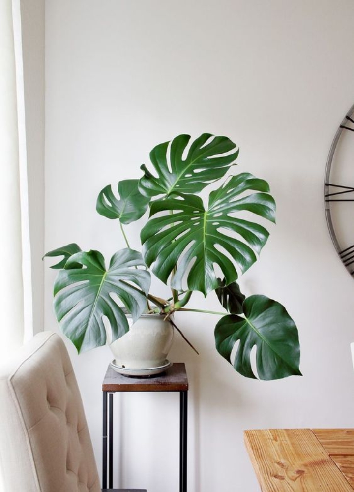 5 Plantas para uso interior