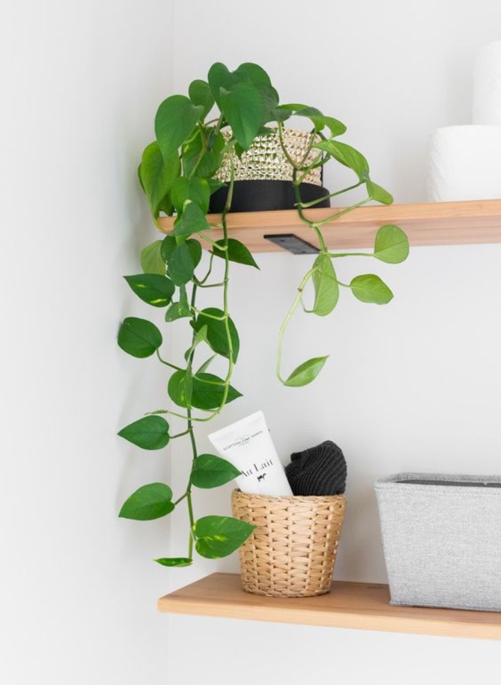 5 Plantas para uso interior