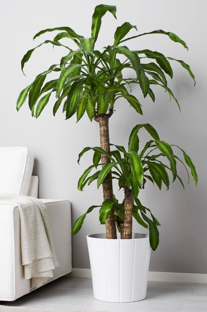 5 Plantas para uso interior