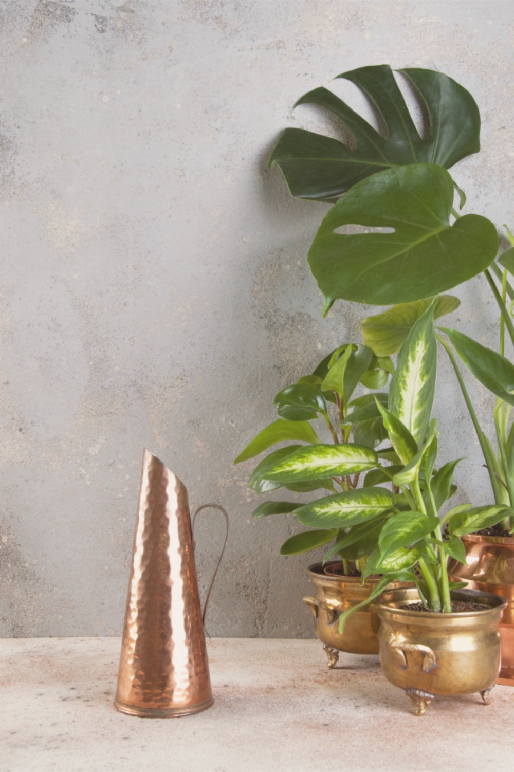 5 Plantas para decoración interior